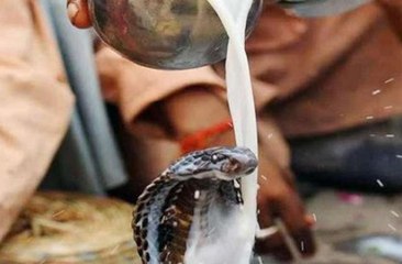 नाग पंचमी 2020: नाग पंचमी पर आठ नाग देवताओं की पूजा का विधान