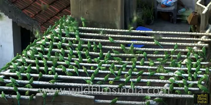 Bird Man of India - thousands of Parakeets feed at his Chennai house