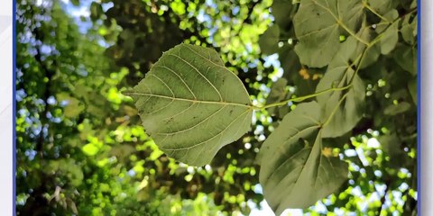 asus rog phone 3 REVIEW