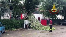 Maltempo in Emilia Romagna, alberi crollati a Imola (25.07.20)