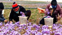 See why real safron is so expensive / saffron cultivation