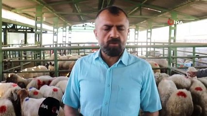 Hayvan pazarında şaşırtan sakinlik...Başkanı Akın canlı hayvan pazarını ziyaret etti