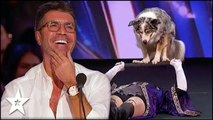 Judges Fall In Love With Magic Dog Act on America's Got Talent | Got Talent Global