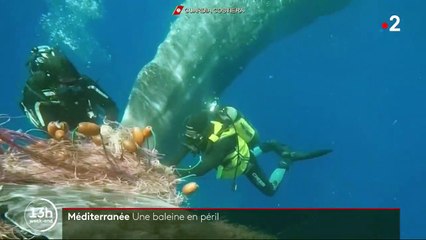 Méditerranée : une baleine se bat contre la mort