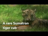 Polish zoo welcomes rare Sumatran tiger cub