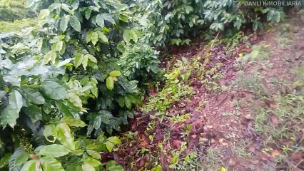 Se vende finca de 9 manzanas a 45 minutos de la cuidad de danli el paraiso honduras