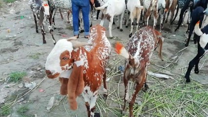 Makhi Chaeena Bakrey For Qurbani|Eid-ul-Adha 2020/warsi Brothers