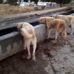 AKBAS COBAN KOPEKLERi GOREV SONRASI SU MOLASI - AKBASH SHEPHERD DOGS