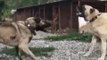 ANADOLU COBAN KOPEGi ve KANGAL KOPEGi YAKIN ATISMA - ANATOLiAN SHEPHERD DOG and KANGAL DOG VS