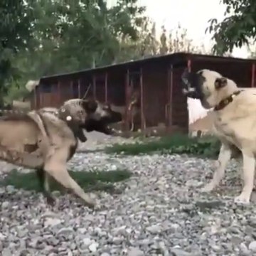 ANADOLU COBAN KOPEGi ve KANGAL KOPEGi YAKIN ATISMA - ANATOLiAN SHEPHERD DOG and KANGAL DOG VS