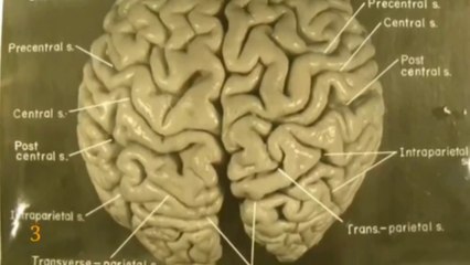 32 Strange Facts About Albert Einstein | आइंस्टाइन की ये 32 बातें आपको हैरान कर देगी |