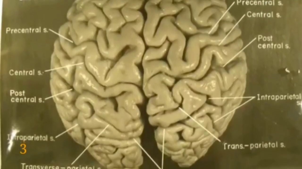 32 Strange Facts About Albert Einstein | आइंस्टाइन की ये 32 बातें आपको हैरान कर देगी |