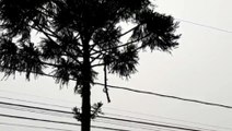 Cabo da rede de alta tensão é arrebentado por árvore e moradores ficam sem energia