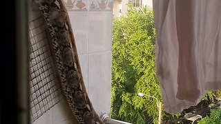 Huge python slithers out of bathroom window