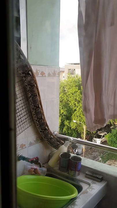 Huge python slithers out of bathroom window