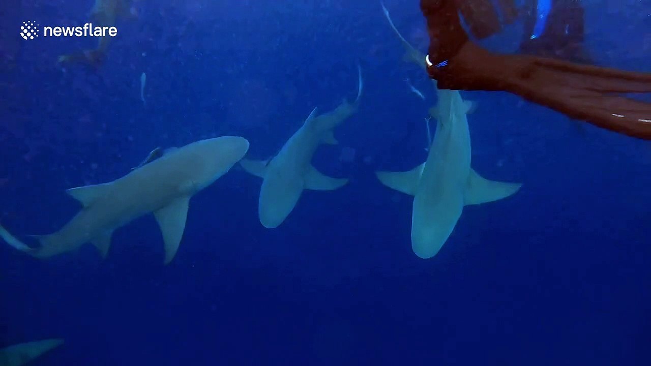 Scuba diver off Florida swims in stormy seas while sharks circle beneath his feet