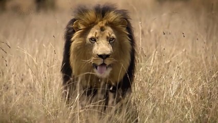 ビッグ・キャット  華麗なる一族  「ネコ科の誕生」