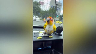 Parrot dances on car dashboard