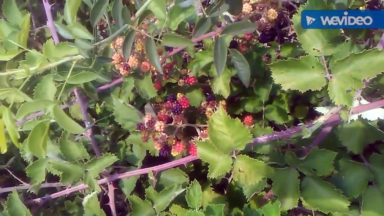 Böğürtlen bitkisinin yaprakları meyvesinin kökleri çayının faydaları böğürtlen faydaları yararları