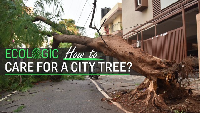 Ecologic | 'Bengaluru trees part of social fabric'
