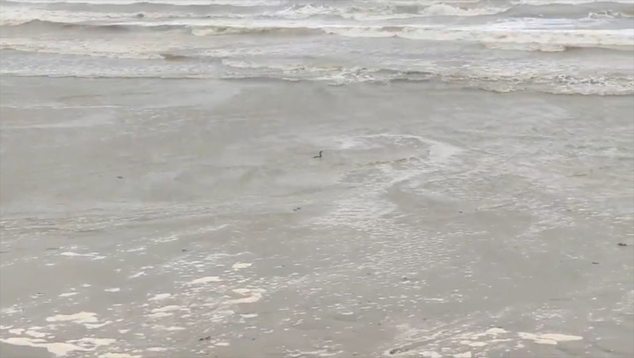 Braving the rough surf