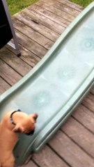 Sarge the Boxer Puppy Enjoying a Slide all on His Own