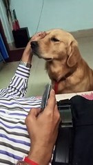 Doggo Nudging for Attention