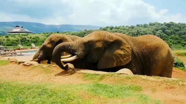 Different kinds of Amazing Beautiful and Unique Animals | World of Animals and their Beauty | वेगवेगळ्या प्रकारचे आश्चर्यकारक सुंदर आणि अद्वितीय प्राणी | प्राण्यांचे जग आणि त्यांचे सौंदर्य | विभिन्न प्रकार के अद्भुत सुंदर और अनोखे जानवर |