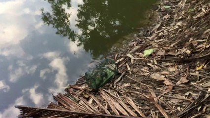 New snake hunting policy on the village pond - jfmentertainment