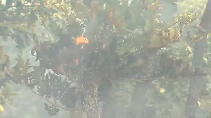 El incendio de Monterrei devora 500 hectáreas en Ourense