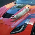Ne jamais réveiller un chat qui dort sur une voiture de sport