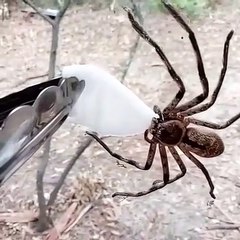 Une araignée assoiffée boit sur  un coton imbibé d'eau