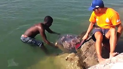 Ce qu'il sort de l'eau est incroyable : énorme méduse