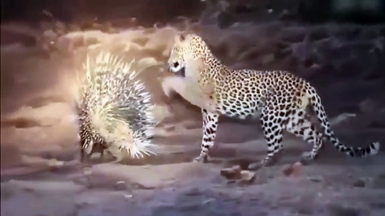 lipard fight