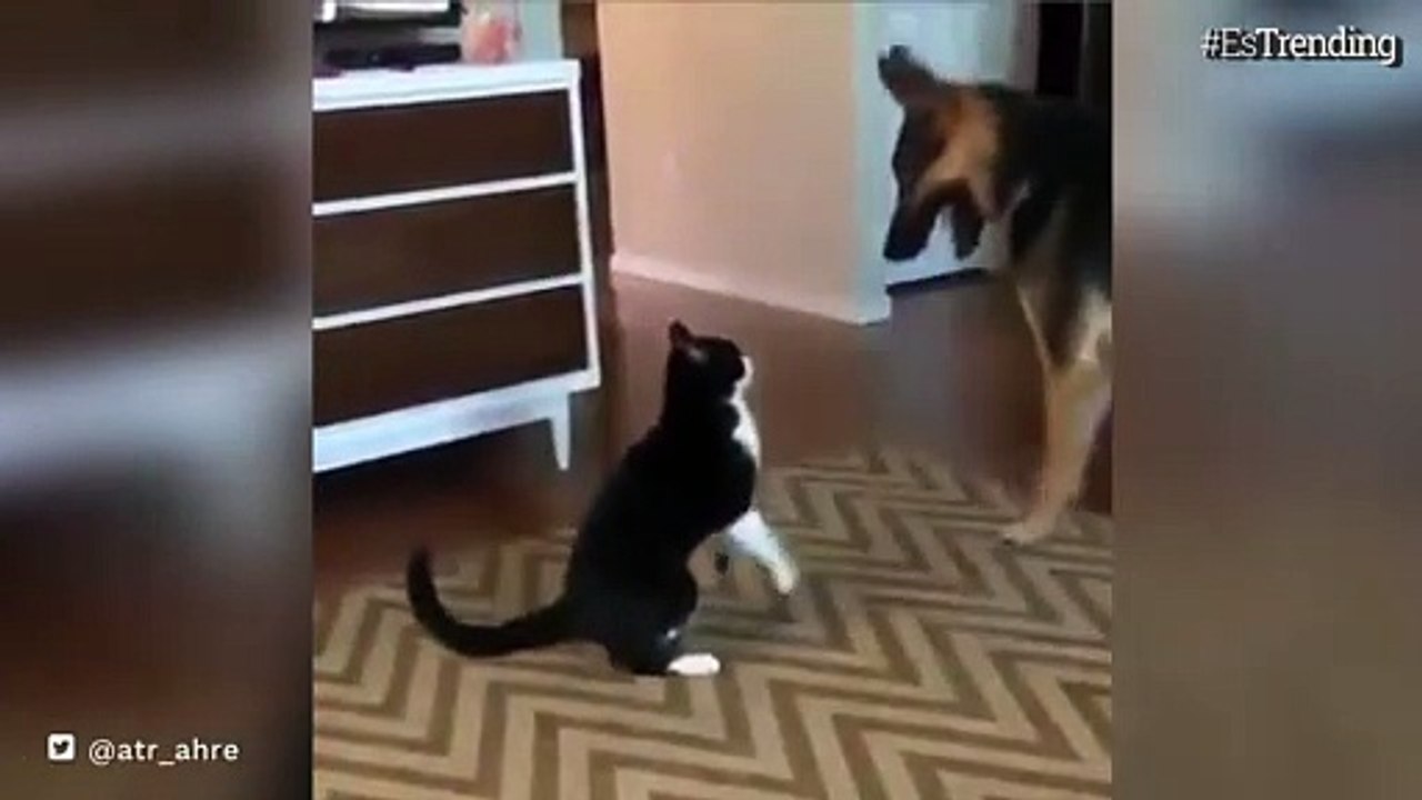 El altercado entre un gato y un perro que terminó en una tierna reconciliación