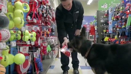 10 Razas de Perros Que no Deberías Molestar