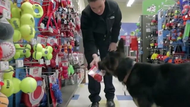 10 Razas de Perros Que no Deberías Molestar