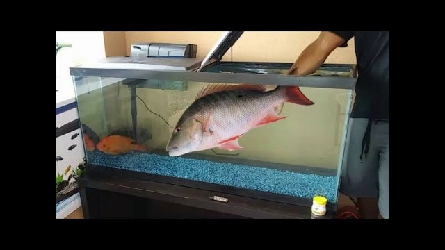 Catching FRESHWATER SNAPPERS for AQUARIUM!