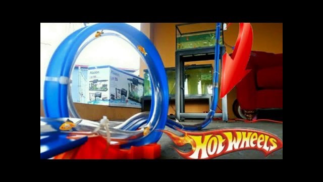 FISH ROLLER COASTER! Hot Wheels Track DIY