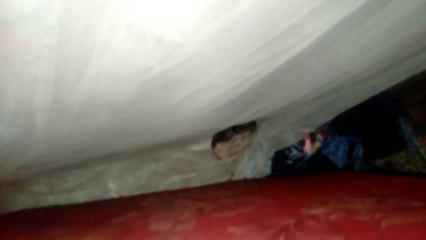 Hai chú mèo con mới được sinh ra  thật đáng yêu