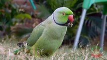 Beautiful Rose-ringed Parakeet