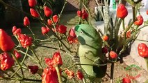 Parrot Eating Chilies Directly From Plant