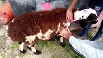 Pakistan'da üzerine koyun yünü yapıştırılan keçiyi kurbanlık koyun diye sattılar