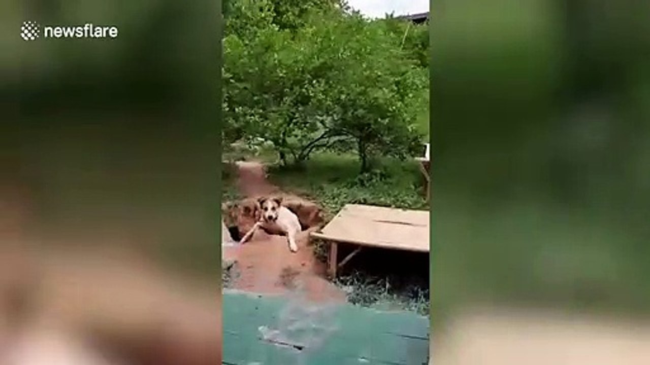 Hapless two-legged dog rescued after falling into hole