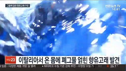 머리부터 발끝까지 노란색! 희귀 거북 화제