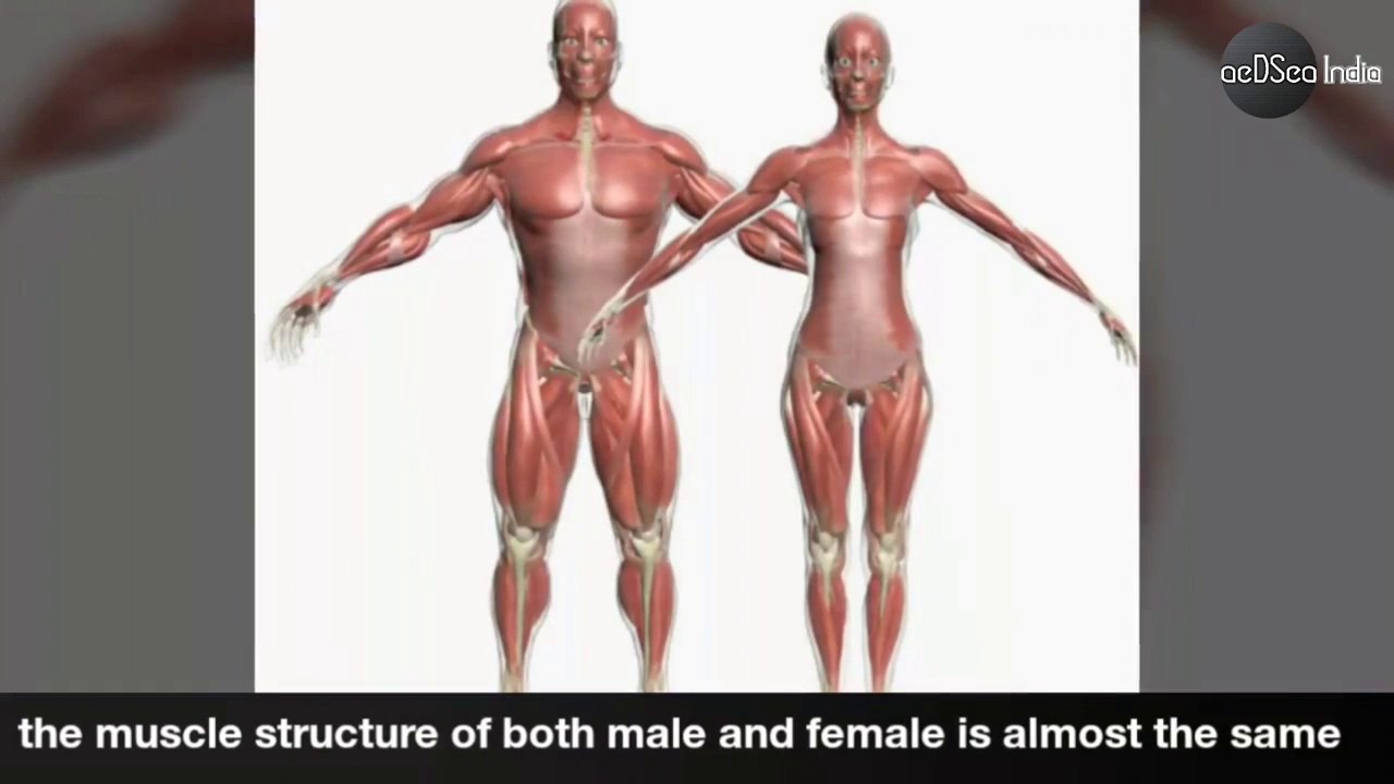 Muscular Strength and performance