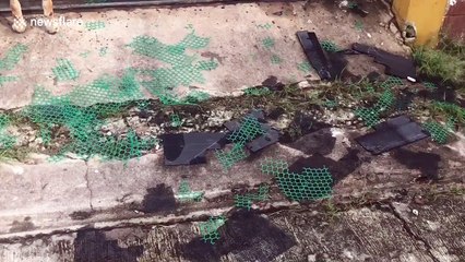 Hapless dog rescued after getting stuck in metal gate