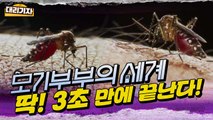 [엠빅뉴스] 모기 교미 장면 직캠! 모기에 대한 오해와 진실 낱낱이 파헤쳐 드립니다