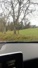 Un automobiliste excité de voir des cerfs