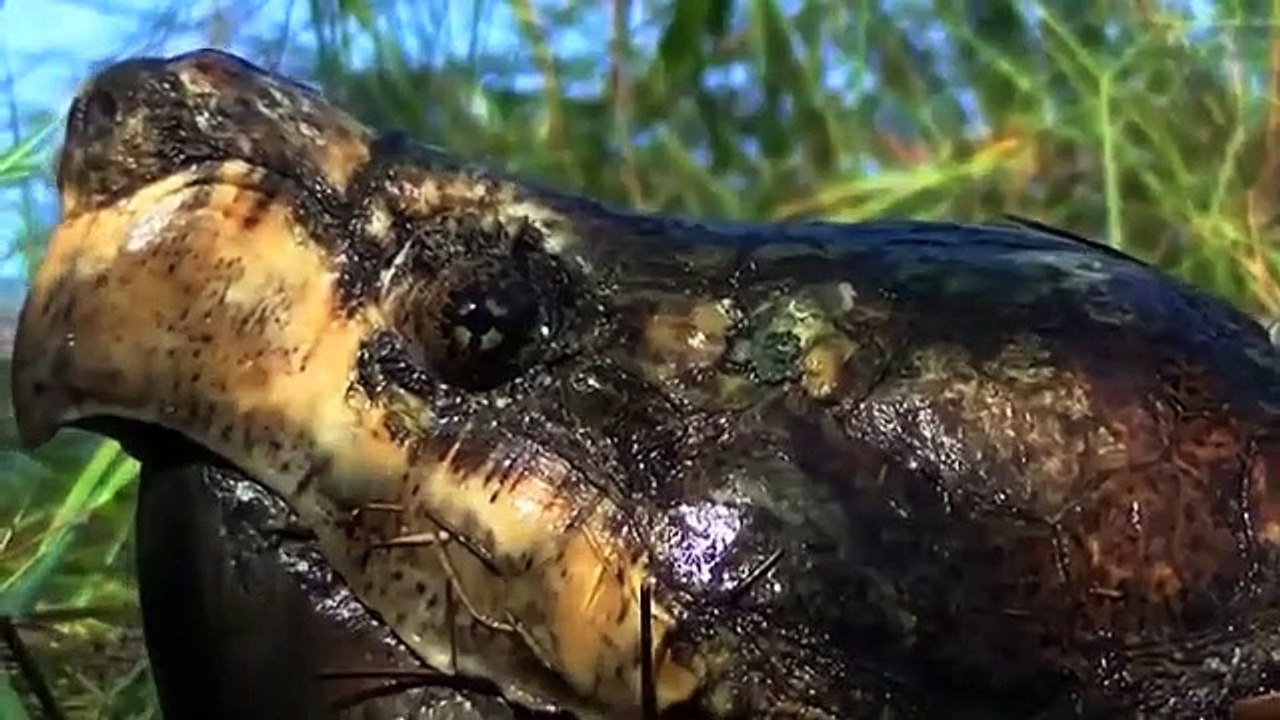 King cobras vs, turtle aligator  , Amazing Common ,Snapping Turtle ,attack Water Snake